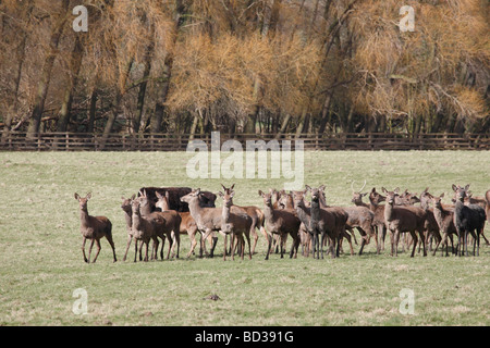 Deer at Harewood House Leeds West Yorkshire UK April 2009 Stock Photo