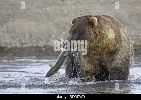 Grizzly Bear (Ursus arctos horribilis), male with freshly caught salmon Stock Photo