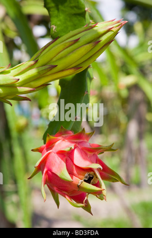 Dragon Fruit or Pitaya fruit and flower - Siem Reap Province, Cambodia Stock Photo