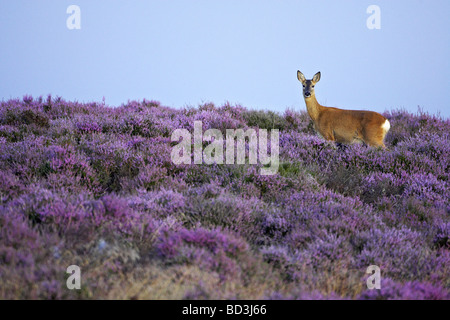 Roe Deer (Capreolus capreolus), doe (female) on heather moor in late summer Stock Photo