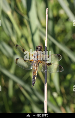 Four Spotted Chaser Libellula quadrimaculata Stock Photo