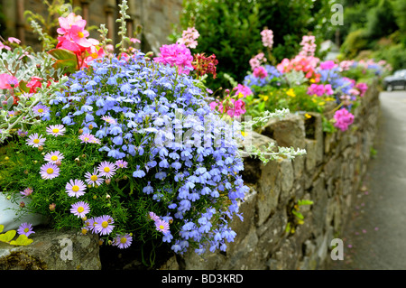 Flowers growing in the wall of St John the Baptist Church in Lynmouth North Devon Stock Photo