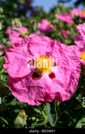 Cistus c.purpureus, Orchid rockrose, Cistaceae Stock Photo