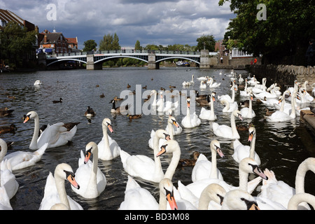 White swans feeding on the River Thames at Windsor Berkshire Stock Photo