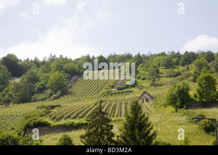 Wachenheim Rhineland Palatinate Germany EU Rows of growing grapes on the German Wine Route oldest of Germany's tourist wine routes lovely June day Stock Photo
