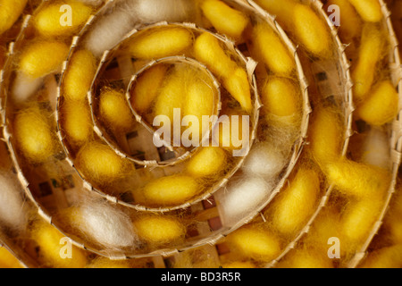 silk worm cocoons at a weaving centre in Luang Prabang, Laos Stock Photo