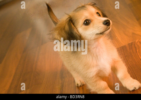 Puppy walking, Miniature dachshund x chihuahua, Stock Photo