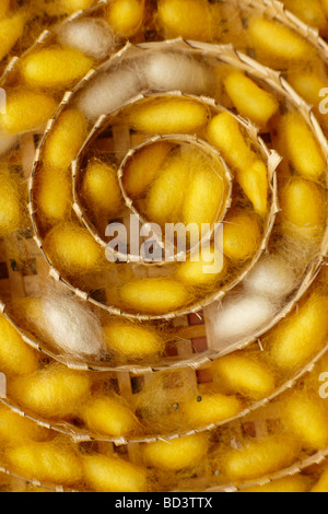 silk worm cocoons at a weaving centre in Luang Prabang, Laos Stock Photo