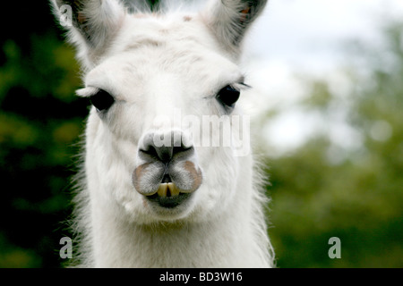 Beautiful White Llama of Mudchute Park and Farm, Isle of Dogs. Outdoor head portrait massive eyes and long lashes Stock Photo
