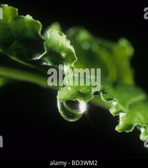 Water droplet on a sugar beet leaf Stock Photo