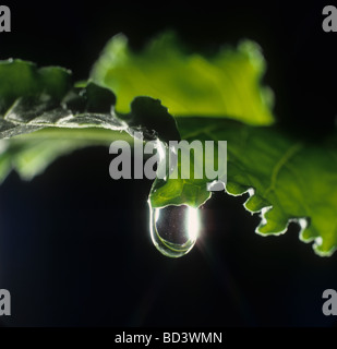 Water droplet on the edge of a sugar beet leaf Stock Photo