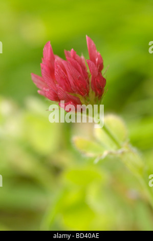 Crimson Clover, Trifolium incarnatum, wildlflower Stock Photo