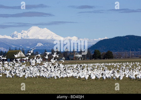 Snow Geese, Skagit Valley, Washington Stock Photo