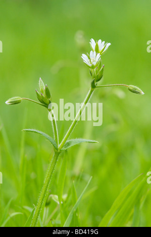 Common Mouse-ear, Cerastium fontanum (Cerastium holosteoides), wildflower in grassland meadow, Scotland Stock Photo