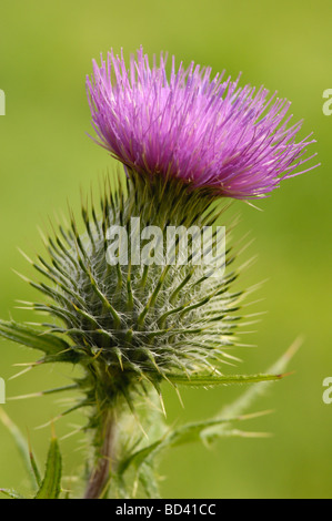 Spear Thistle, Cirsium vulgare, wildflower in grassland meadow, Scotland Stock Photo