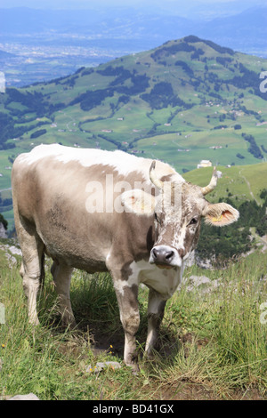 White and grey spotted cow in swiss alpine setting at high elevation. The spotted head is rather unique for such an animal. Stock Photo