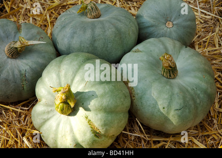 A group of vegetable squash crown prince Stock Photo