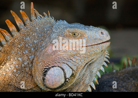 Common iguana (Iguana iguana) also called a green iguana, Roatan Island, Honduras Stock Photo