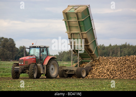 Tractor And Trailer Tipping Sugar Beet In A Heap Ready To Go To The Factory Stock Photo