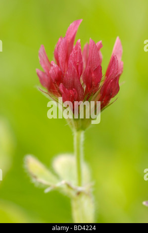 Crimson Clover, Trifolium incarnatum, wildlflower Stock Photo