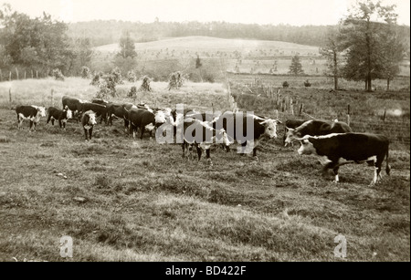 Herd of Hereford Cows Stock Photo