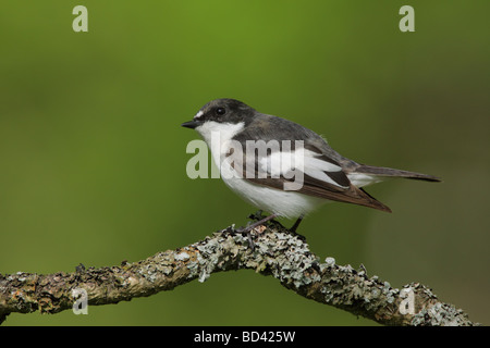 Male Pied Flycatcher, Ficedula hypoleuca, on lichen covered branch, UK. Stock Photo