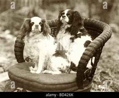 Two Pekingese Dogs in Wicker Chair Stock Photo