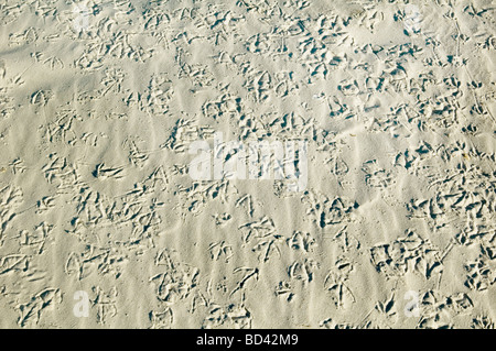 Bird Foot Prints in sand Stock Photo