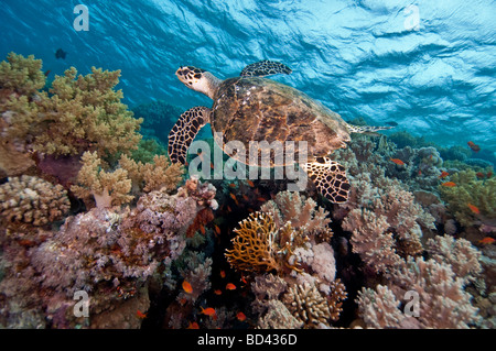 A Hawksbill turtle glides over the coral reef. Stock Photo