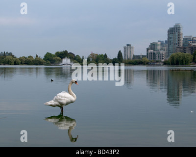A swan stands in the water with a strong reflection, and the city of Vancouver in the background. Stock Photo