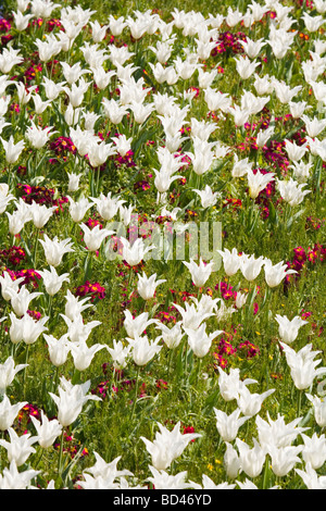 Flower bed of white tulips and red primroses Stock Photo