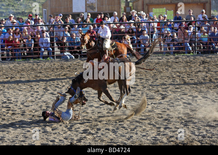 Cowboy being thrown from a bucking bronco at a rodeo in Montana Stock Photo
