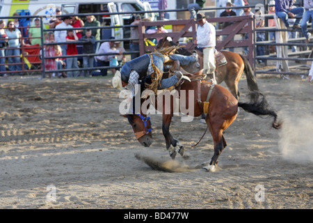 Cowboy being thrown off a bucking bronco at a rodeo in Montana Stock Photo