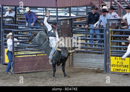 Cowboy riding a kicking bull at a rodeo in Montana Stock Photo