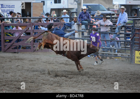 Cowboy falling from a bucking kicking bull at a rodeo in Montana Stock Photo