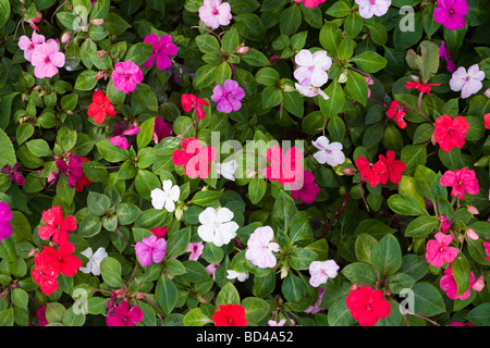 Closeup of a flower bed with red, purple, pink and white flowers Stock Photo