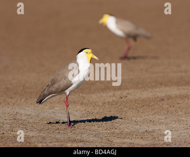 Masked Lapwing (Vanellus miles) at Casuarina Coastal Reserve, Darwin, NT, Australia Stock Photo