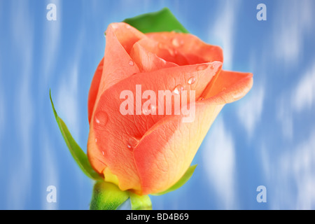 Pink Rose with drops against blue background Stock Photo