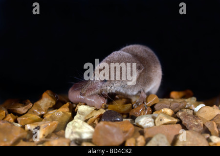 common shrew Sorex araneus eating an earthworm Stock Photo