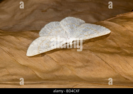 common wave moth Cabera exanthemata Stock Photo