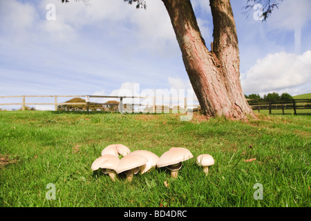 Mushrooms growing in a clump in a green meadow with blue sky Stock Photo