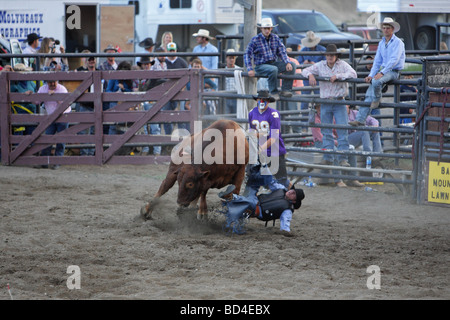 Cowboy falling from a bull at a rodeo in Montana Stock Photo