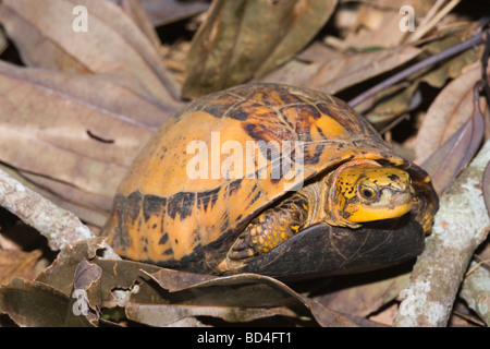 Indochinese Flowerback Box Turtle (Cuora galbinifrons). Head forelimbs emerging from between upper and lowered shell, plastron, opening. The typical yellow background color of the carapace. Stock Photo