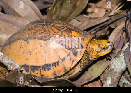 Indochinese Flowerback Box Turtle (Cuora galbinifrons). Head forelimbs emerging from between upper and lowered shell, plastron, opening. The typical yellow background colou​r of the ​carapace. Stock Photo