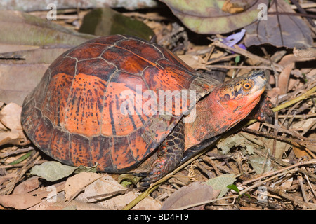 Indochinese Flowerback Box Turtle (Cuora galbinifrons). Head forelimbs emerging from between upper and lowered shell, plastron, opening. Unusual color variant. Stock Photo