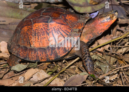 Indochinese Flowerback Box Turtle (Cuora galbinifrons). Head forelimbs emerging from between upper and lowered shell, plastron, opening. Stock Photo