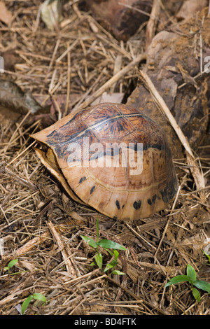 Flowerback Box Turtle (Cuora galbinifrons). Head and a forelimb ...