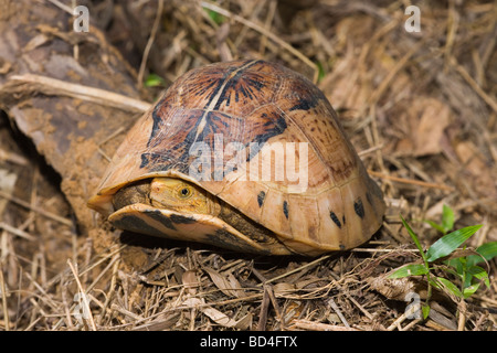 Indochinese Flowerback Box Turtle (Cuora galbinifrons). Head forelimbs emerging from between upper and lowered shell, plastron, opening. Stock Photo