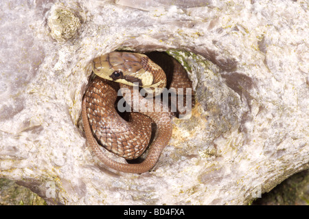 Aesculapian Snake (Elaphe longissima). Head markings of a juvenile , emerging from a hole in a rock. Stock Photo