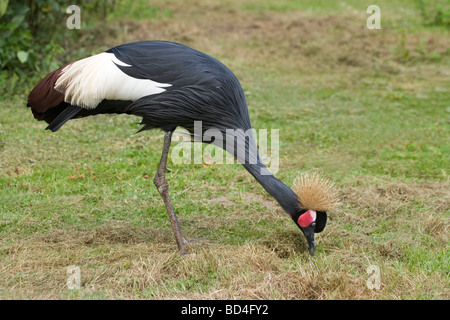 West African Black Crowned Crane (Balearica pavonina), reaching down to ground level, probing soil finding food items. Stock Photo